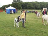 Animal parade