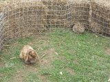 Petting Corner