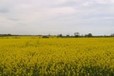 West Meadows Local Nature Reserve