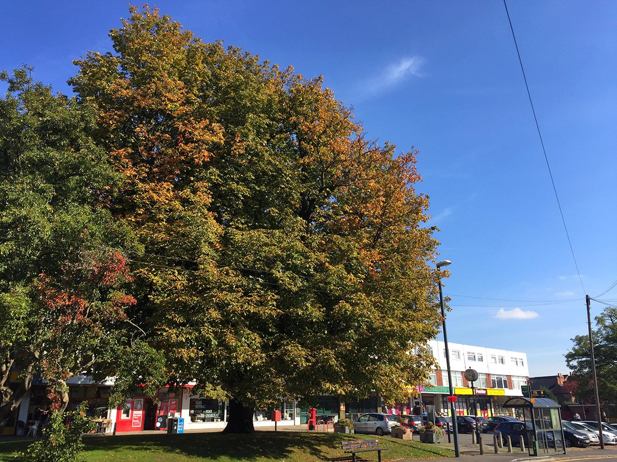 Photograph of Chapel Side Precinct in Autumn