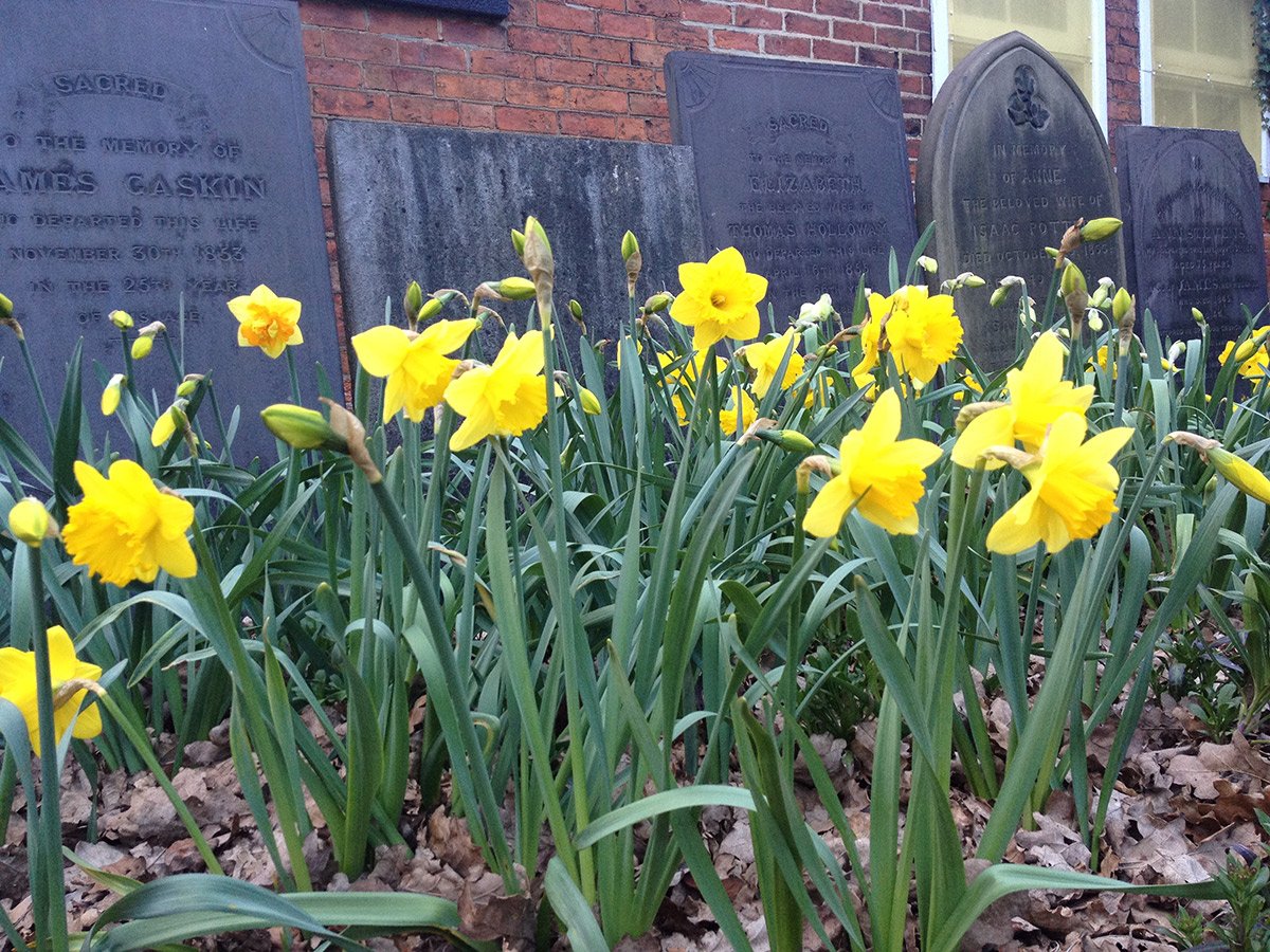 Photograph of Daffodils and gravestones in the Sensory Garden