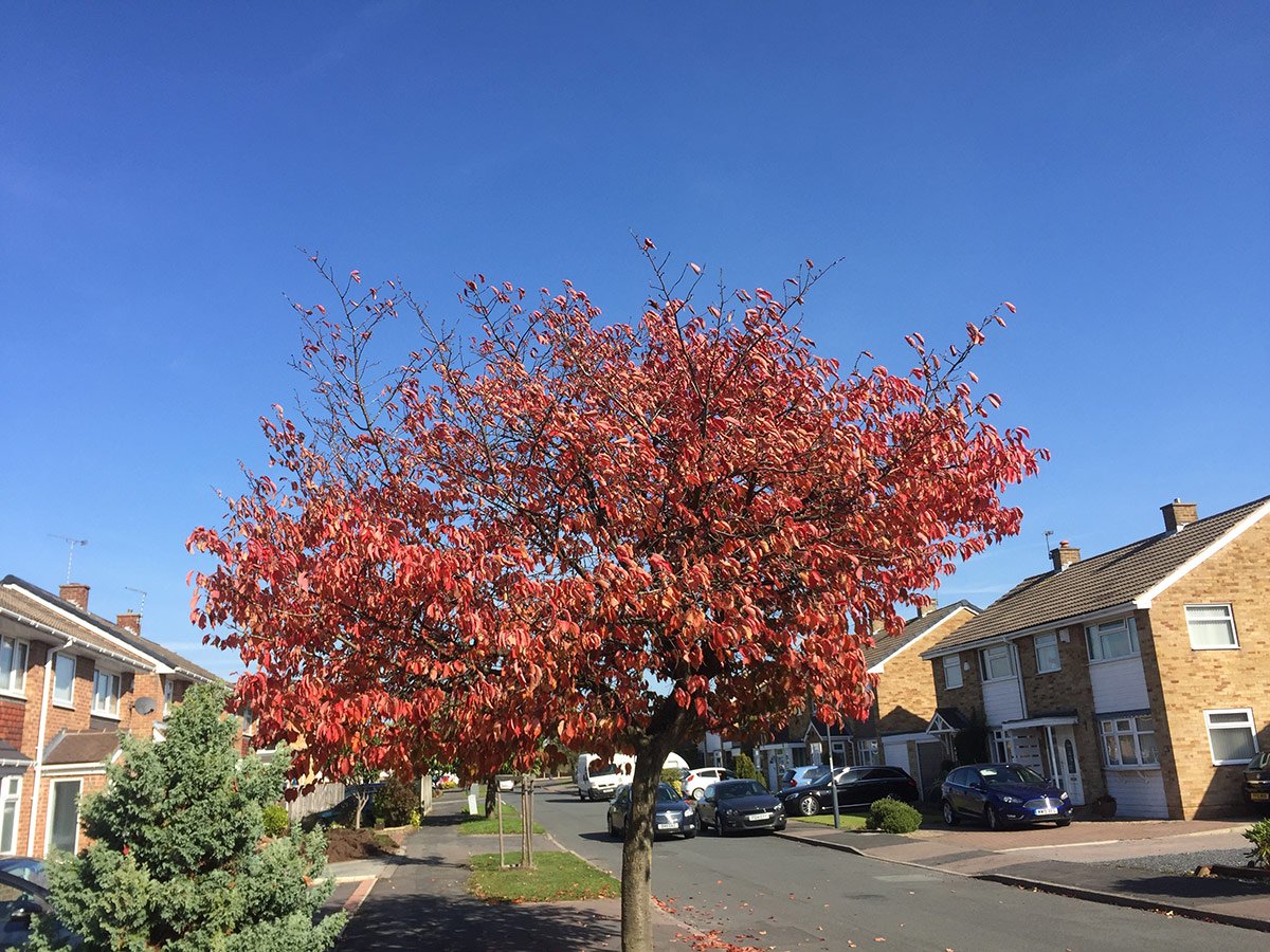 Photograph of Avondale Road in Autumn